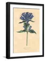 Campanula Vintage-Wild Apple Portfolio-Framed Art Print