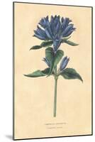 Campanula Vintage-Wild Apple Portfolio-Mounted Art Print