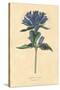 Campanula Vintage-Wild Apple Portfolio-Stretched Canvas