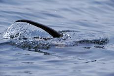 European River Otter (Lutra Lutra) Swimming in the River Tweed, Scotland, February 2009-Campbell-Photographic Print