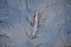 European River Otter (Lutra Lutra) Swimming in the River Tweed, Scotland, February 2009-Campbell-Photographic Print