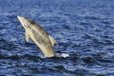 Bottlenosed Dolphins (Tursiops Truncatus) One Jumping the Other Surfacing, Scotland, Sequence 2 - 4-Campbell-Photographic Print