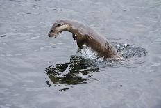 European River Otter (Lutra Lutra) Swimming in the River Tweed, Scotland, February 2009-Campbell-Photographic Print