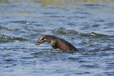 Juvenile European River Otters (Lutra Lutra) Fishing in River Tweed, Scotland, February 2009-Campbell-Photographic Print