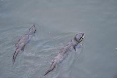 Juvenile European River Otters (Lutra Lutra) Fishing in River Tweed, Scotland, February 2009-Campbell-Photographic Print