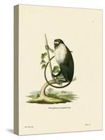 Campbell's Mona Monkey-null-Stretched Canvas