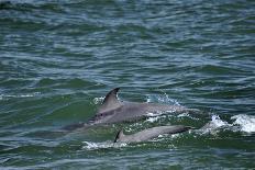 Two Bottlenosed Dolphins (Tursiops Truncatus) Surfacing, Moray Firth, Nr Inverness, Scotland, May-Campbell-Photographic Print