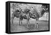 Campbellpore, Pakistan, 20th Century-null-Framed Stretched Canvas