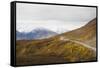 Camper buses driving into the heart of Denali National Park, Alaska, United States of America, Nort-JIA JIAHE-Framed Stretched Canvas