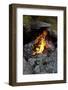 Campfire, Sweden-Andrea Lang-Framed Photographic Print