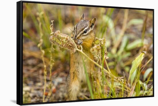 Campground Critter. Least Chipmunk Foraging on Naturals on Flagg Ranch Road Wyoming-Michael Qualls-Framed Stretched Canvas