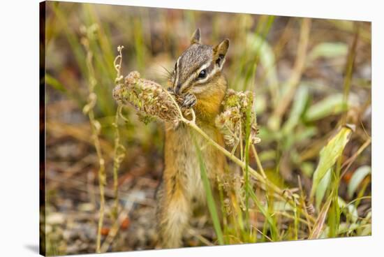 Campground Critter. Least Chipmunk Foraging on Naturals on Flagg Ranch Road Wyoming-Michael Qualls-Stretched Canvas