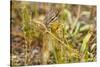 Campground Critter. Least Chipmunk Foraging on Naturals on Flagg Ranch Road Wyoming-Michael Qualls-Stretched Canvas