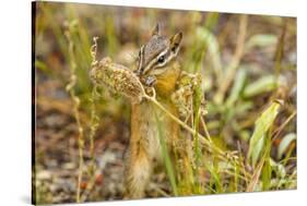 Campground Critter. Least Chipmunk Foraging on Naturals on Flagg Ranch Road Wyoming-Michael Qualls-Stretched Canvas