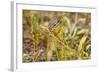 Campground Critter. Least Chipmunk Foraging on Naturals on Flagg Ranch Road Wyoming-Michael Qualls-Framed Photographic Print