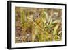 Campground Critter. Least Chipmunk Foraging on Naturals on Flagg Ranch Road Wyoming-Michael Qualls-Framed Photographic Print