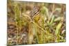 Campground Critter. Least Chipmunk Foraging on Naturals on Flagg Ranch Road Wyoming-Michael Qualls-Mounted Photographic Print