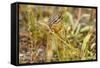 Campground Critter. Least Chipmunk Foraging on Naturals on Flagg Ranch Road Wyoming-Michael Qualls-Framed Stretched Canvas