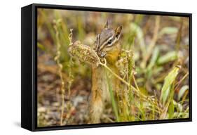 Campground Critter. Least Chipmunk Foraging on Naturals on Flagg Ranch Road Wyoming-Michael Qualls-Framed Stretched Canvas