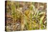 Campground Critter. Least Chipmunk Foraging on Naturals on Flagg Ranch Road Wyoming-Michael Qualls-Stretched Canvas