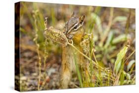 Campground Critter. Least Chipmunk Foraging on Naturals on Flagg Ranch Road Wyoming-Michael Qualls-Stretched Canvas
