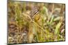 Campground Critter. Least Chipmunk Foraging on Naturals on Flagg Ranch Road Wyoming-Michael Qualls-Mounted Photographic Print