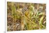 Campground Critter. Least Chipmunk Foraging on Naturals on Flagg Ranch Road Wyoming-Michael Qualls-Framed Photographic Print