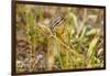 Campground Critter. Least Chipmunk Foraging on Naturals on Flagg Ranch Road Wyoming-Michael Qualls-Framed Photographic Print