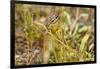 Campground Critter. Least Chipmunk Foraging on Naturals on Flagg Ranch Road Wyoming-Michael Qualls-Framed Photographic Print