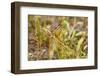 Campground Critter. Least Chipmunk Foraging on Naturals on Flagg Ranch Road Wyoming-Michael Qualls-Framed Premium Photographic Print