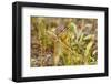 Campground Critter. Least Chipmunk Foraging on Naturals on Flagg Ranch Road Wyoming-Michael Qualls-Framed Premium Photographic Print