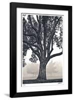 Camphor Silhouette-Donald Satterlee-Framed Giclee Print