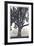 Camphor Silhouette-Donald Satterlee-Framed Giclee Print