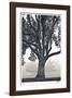 Camphor Silhouette-Donald Satterlee-Framed Giclee Print