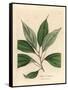 Camphor Tree, Laurus Camphora-James Sowerby-Framed Stretched Canvas