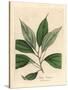 Camphor Tree, Laurus Camphora-James Sowerby-Stretched Canvas