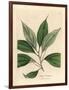 Camphor Tree, Laurus Camphora-James Sowerby-Framed Giclee Print