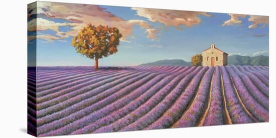 Campi di lavanda-Adriano Galasso-Stretched Canvas