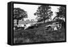 Camping Scene, C1933-null-Framed Stretched Canvas