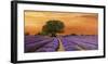 Campo al tramonto-Valerio Sella-Framed Art Print