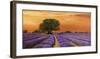 Campo al tramonto-Valerio Sella-Framed Art Print