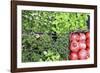 Campo De' Fiori Everyday Market.-Stefano Amantini-Framed Photographic Print