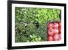 Campo De' Fiori Everyday Market.-Stefano Amantini-Framed Photographic Print