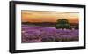 Campo di lavanda-Valerio Sella-Framed Art Print