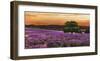 Campo di lavanda-Valerio Sella-Framed Art Print