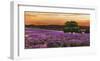 Campo di lavanda-Valerio Sella-Framed Art Print