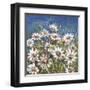 Campo di margherite-Luigi Florio-Framed Giclee Print