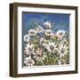 Campo di margherite-Luigi Florio-Framed Giclee Print