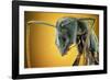 Camponotus Gigas-Shikhei Goh-Framed Photographic Print