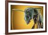 Camponotus Gigas-Shikhei Goh-Framed Photographic Print